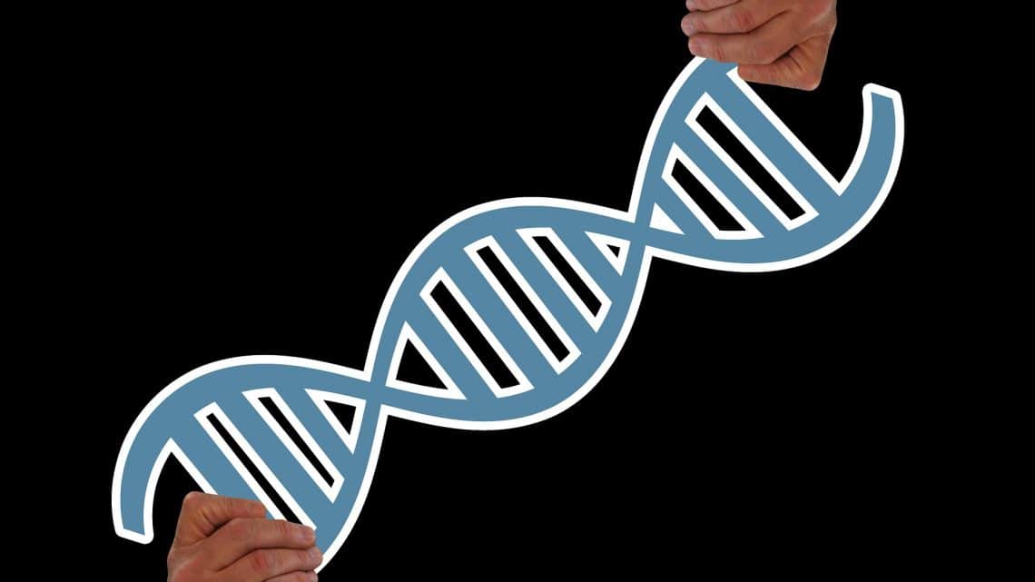 les bcaa en musculation